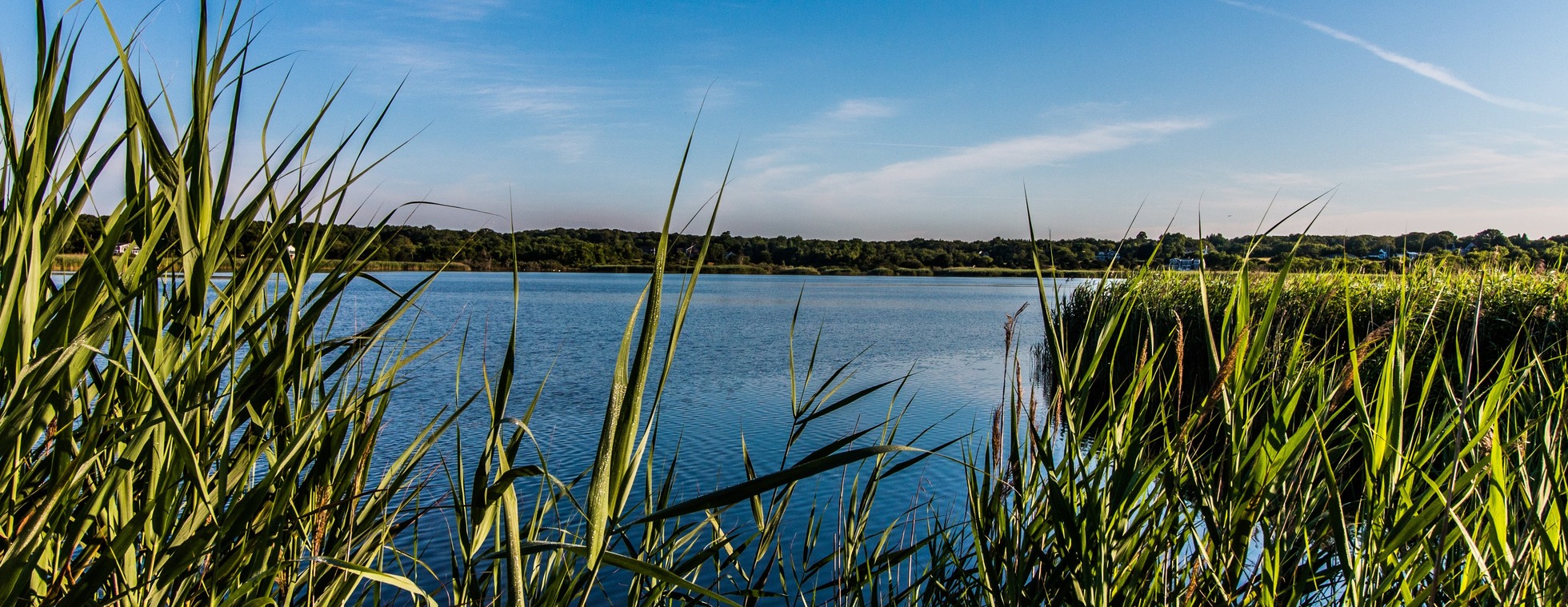 Understanding Richmond Pond