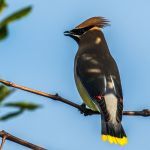 Understanding Richmond Pond - logo